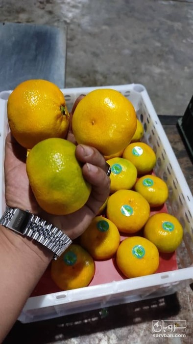 فروش نارنگی ژاپنی 3