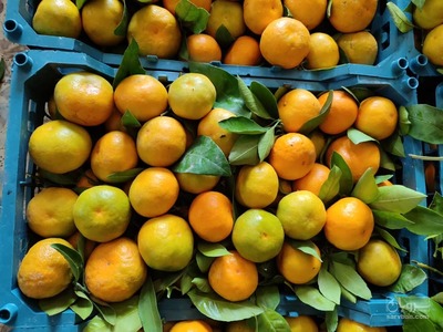 فروش نارنگی ژاپنی