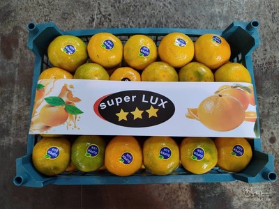 فروش نارنگی ژاپنی واکسی