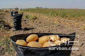 فروش سیب زمینی آگریا