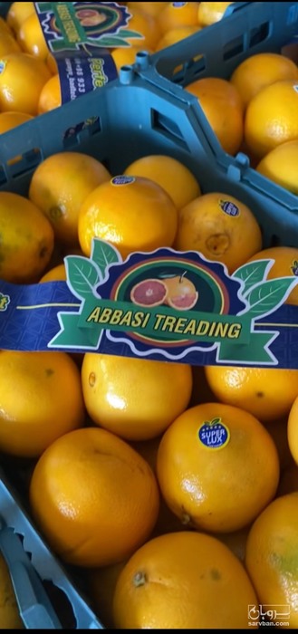 فروش پرتقال تامسون