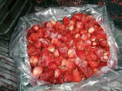 فروش توت فرنگی منجمد