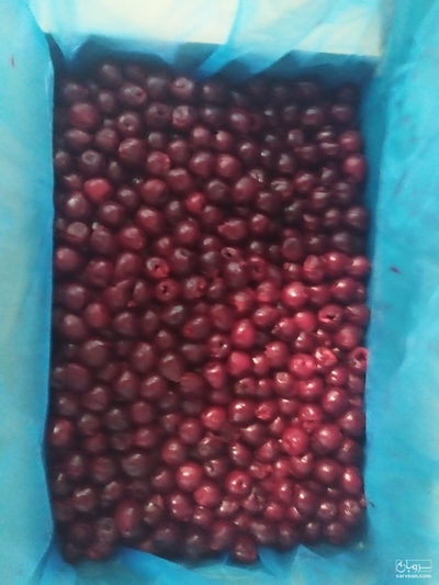 فروش آلبالو منجمد