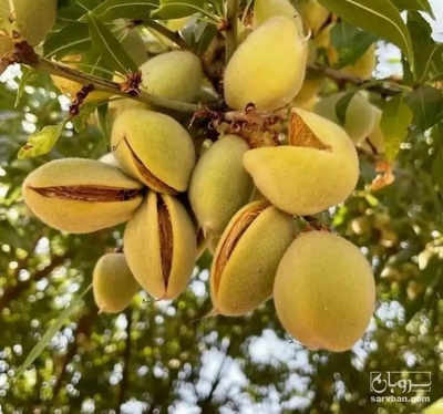 فروش بادام درختی
