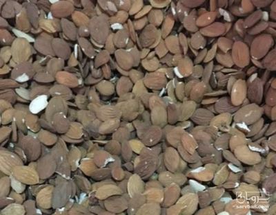 فروش هسته هلو