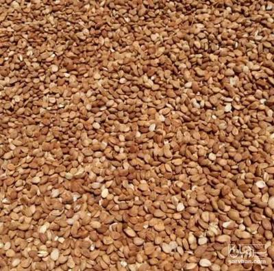 فروش هسته زردآلو