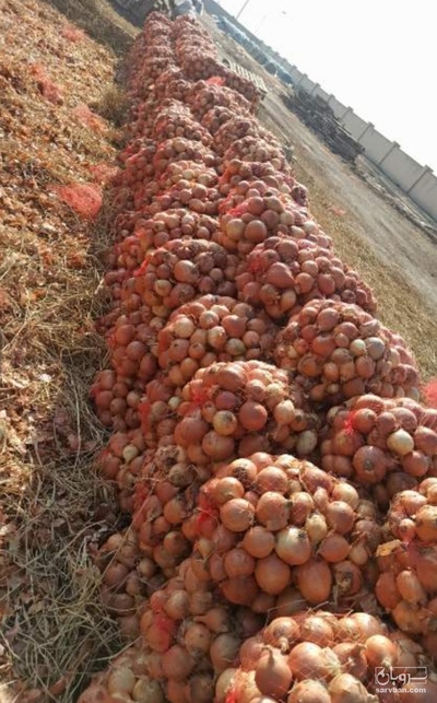 فروش پیاز