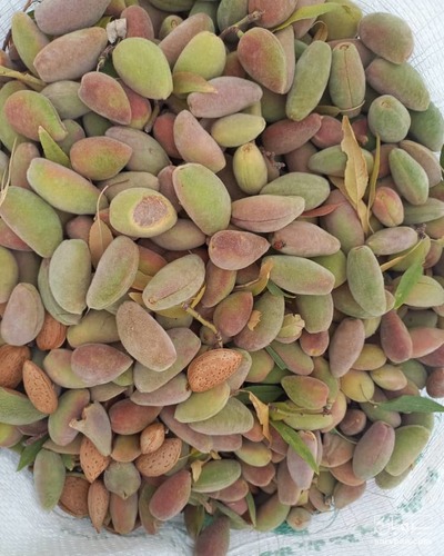 فروش بادام درختی