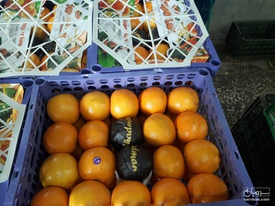 فروش پرتقال
