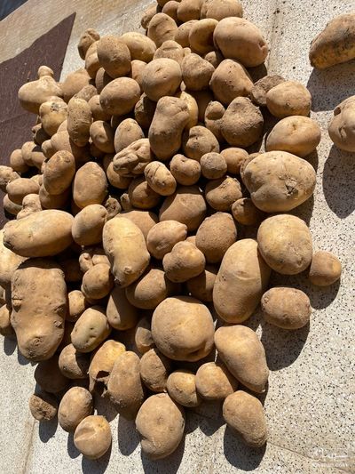 فروش سیب زمینی