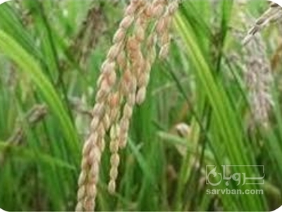 فروش شالی برنج طارم هاشمی