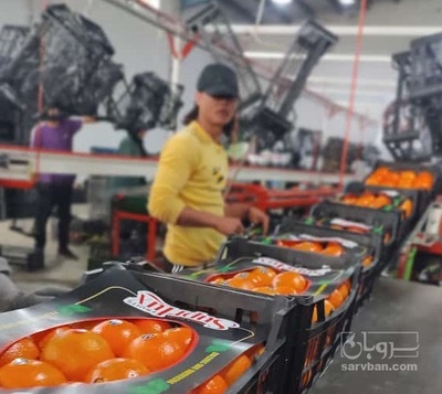 فروش پرتقال تامسون