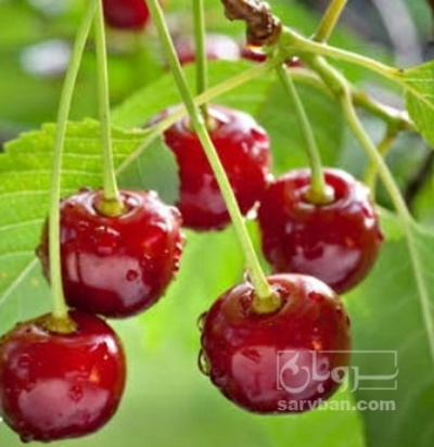 فروش آلبالو رسمی