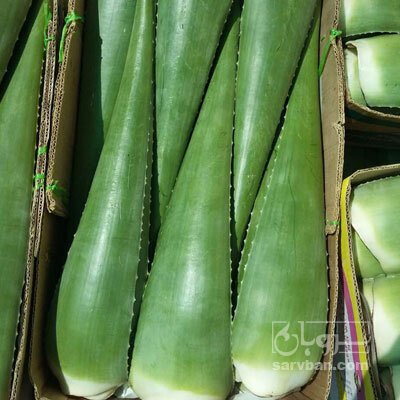 فروش آلوئه ورا