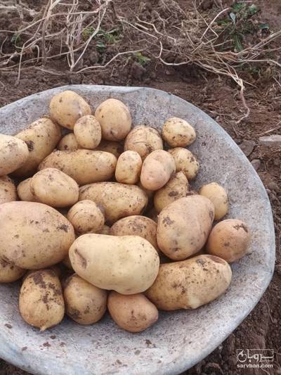 فروش سیب زمینی اگریا