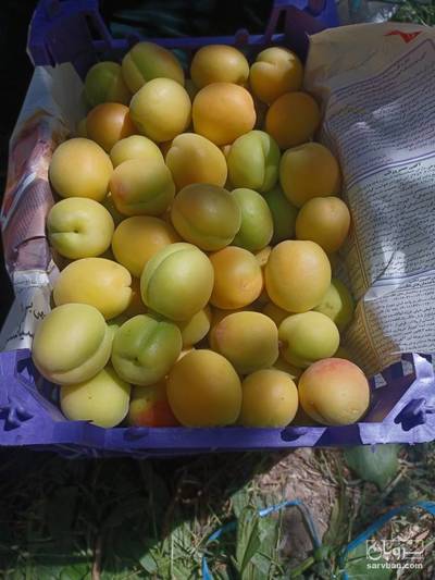 فروش زردآلو