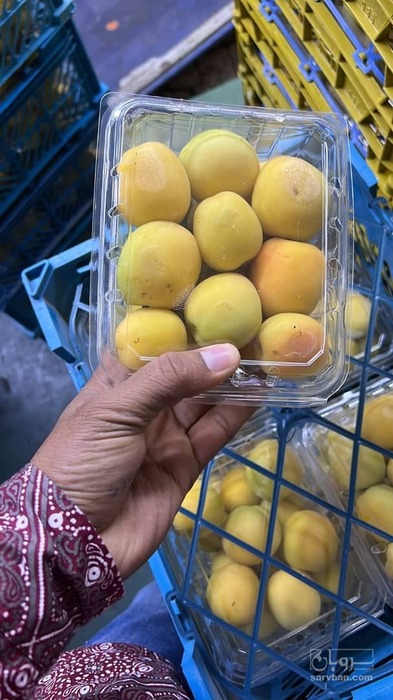 فروش زردآلو