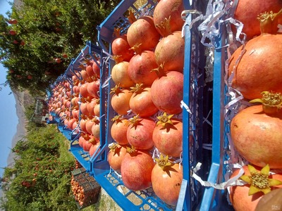 فروش انار ممتاز