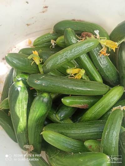 فروش خیار سبز هوای ازاد