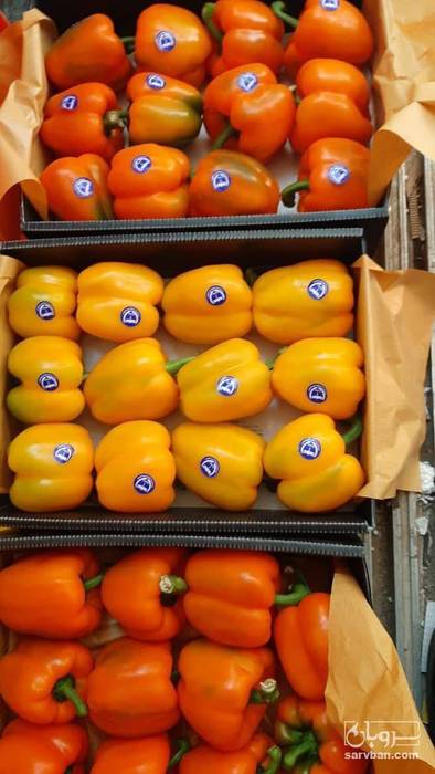 فروش فلفل دلمه ای رنگی صادراتی