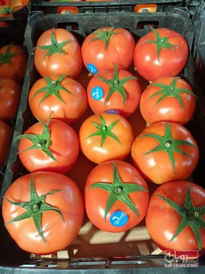 فروش گوجه فرنگی4129