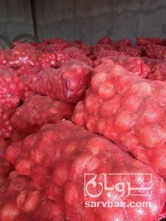 فروش پیاز زرد