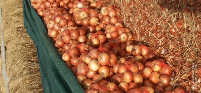 فروش پیاز زرد