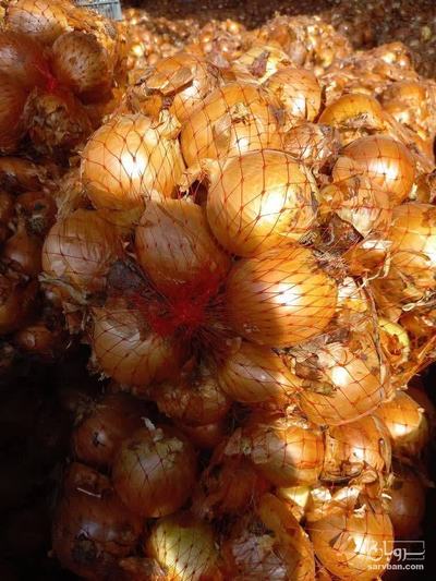فروش پیاز زرد