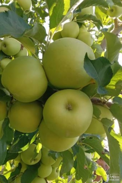 فروش سیب سفید