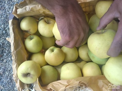 فروش سیب سفید