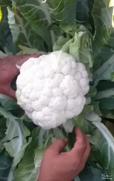 فروش گل کلم پی اس