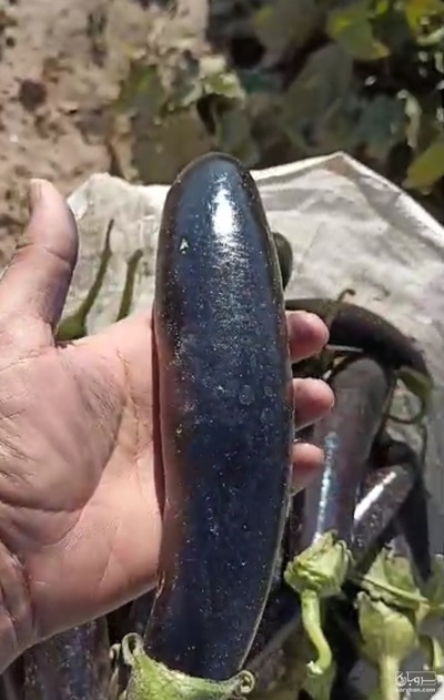 فروش بادمجان