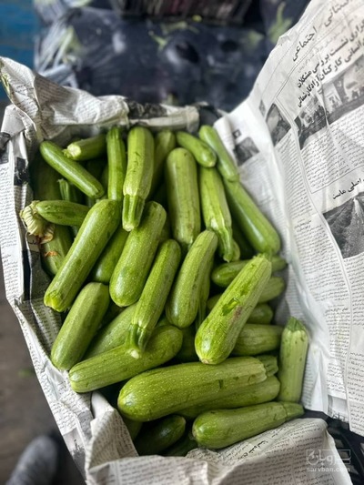 فروش کدو  سبز