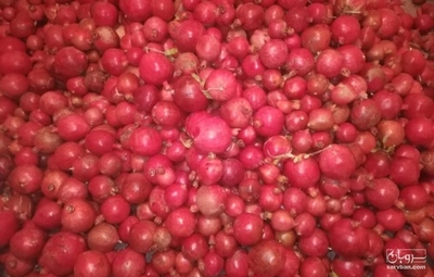 فروش انار
