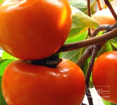 فروش خرمالو