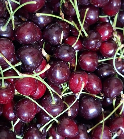 فروش گیلاس