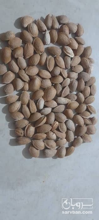 فروش بادام درختی
