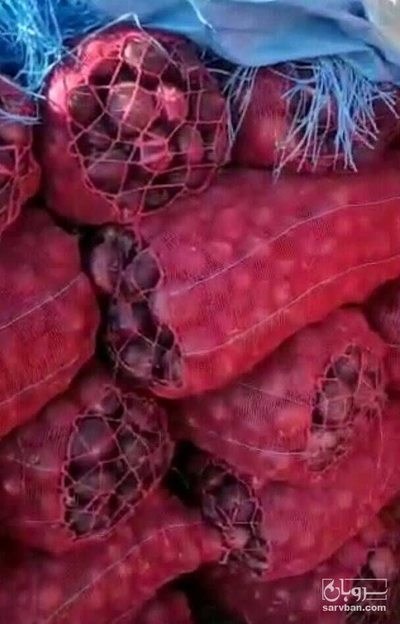 فروش پیاز قرمز