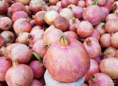 فروش انار