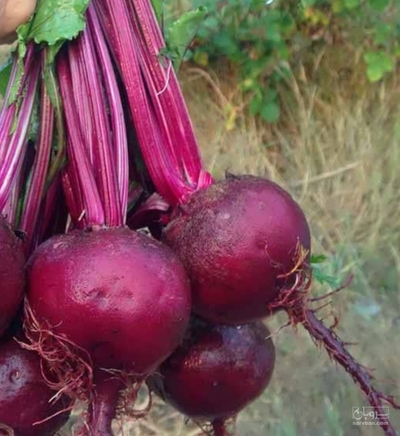 فروش چغندر لبو