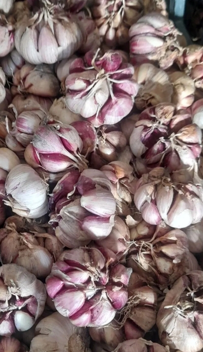 فروش سیر