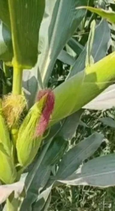 فروش ذرت علوفه ای