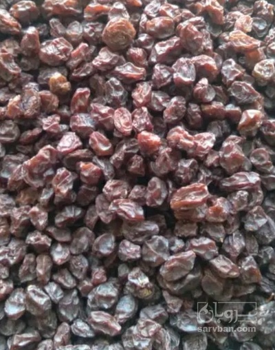 فروش مویز
