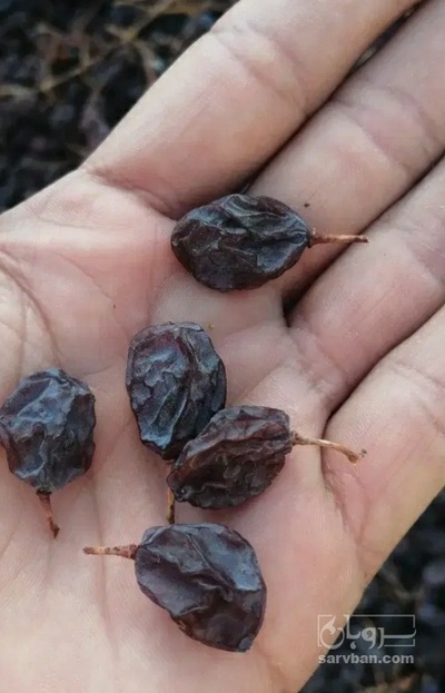 فروش کشمش