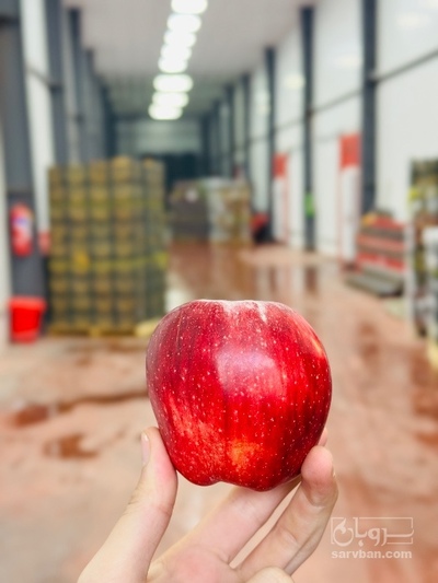فروش سیب