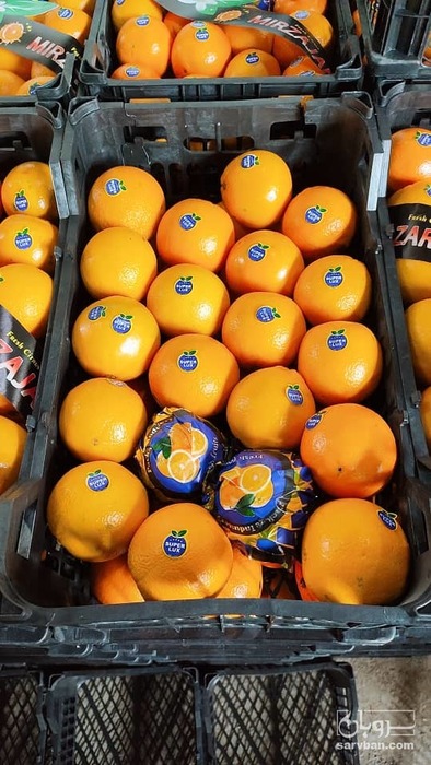 فروش پرتقال