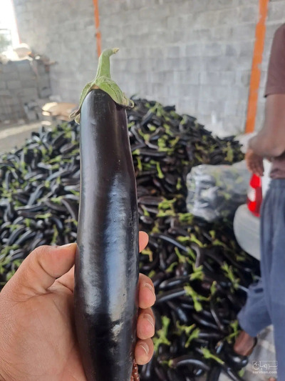 فروش بادمجان