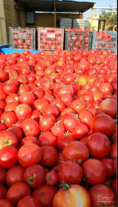فروش گوجه فرنگی ربی