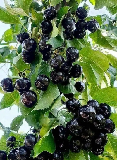 فروش گیلاس
