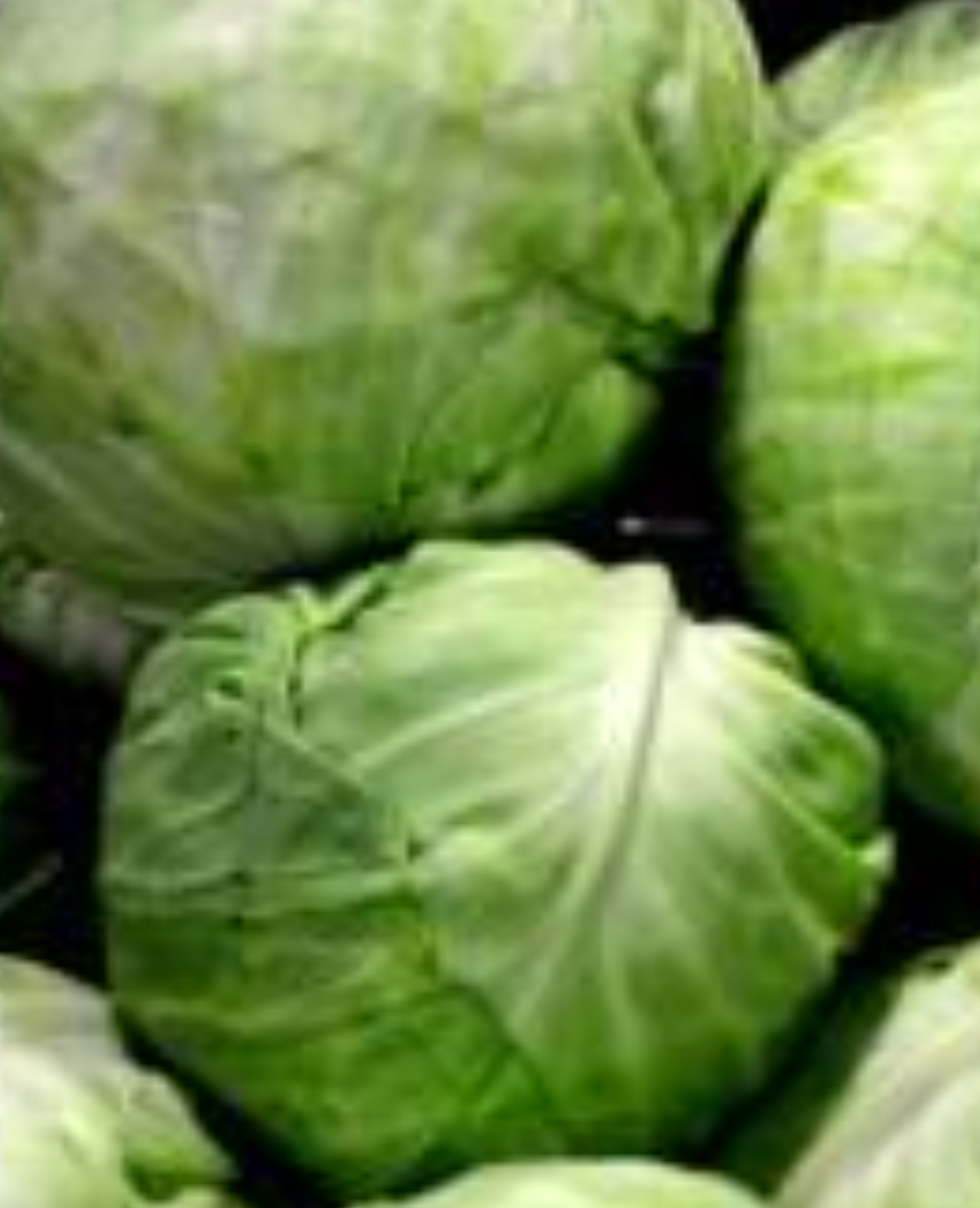 فروش  کلم برگ